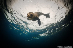 Playful pup in the Galapagos by Elaine Wallace 